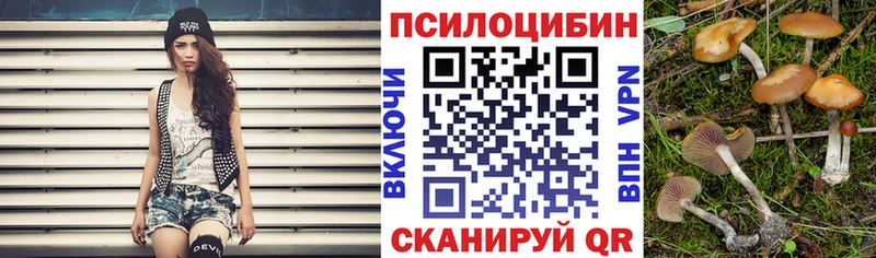 Купить где  Торопец  Псилоцибиновые грибы Psilocybine cubensis 